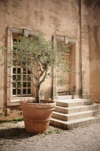 Olive tree in a large terracotta pot beside a weathered beige building with stone-framed windows and steps.