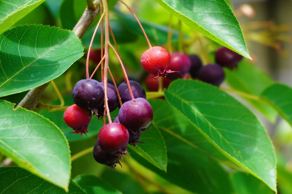 Cluster of red and dark purple berries hanging from a branch among glossy green leaves.
