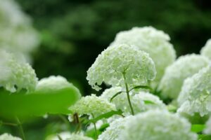 Close-up of a white hydrangea bloom against a blurred green garden background