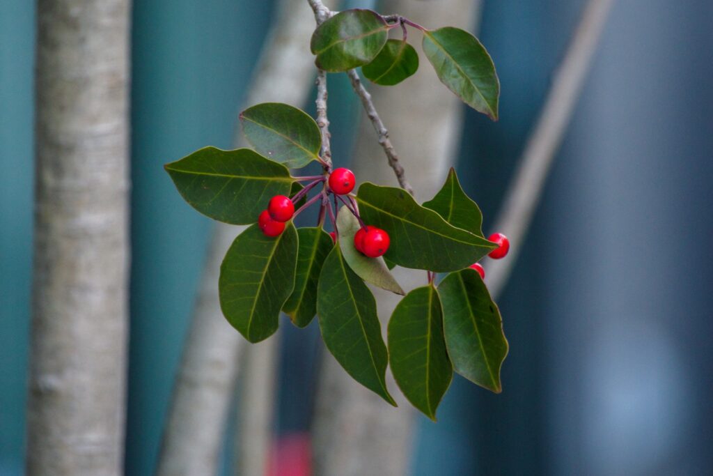 Branch with glossy green leaves and bright red berries on a slim stem against a blurred background, close-up view