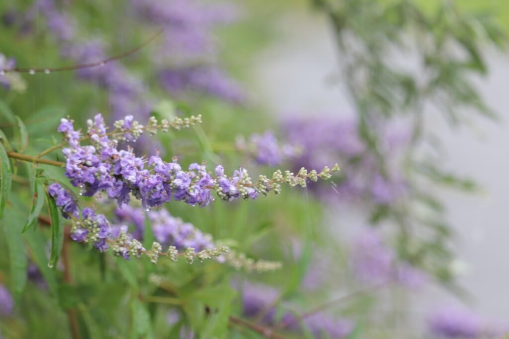 Purple lavender blossoms on a stem with green leaves, in a softly blurred garden background with dewdrops on the petals.
