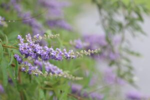 Purple lavender blossoms on a stem with green leaves, in a softly blurred garden background with dewdrops on the petals.