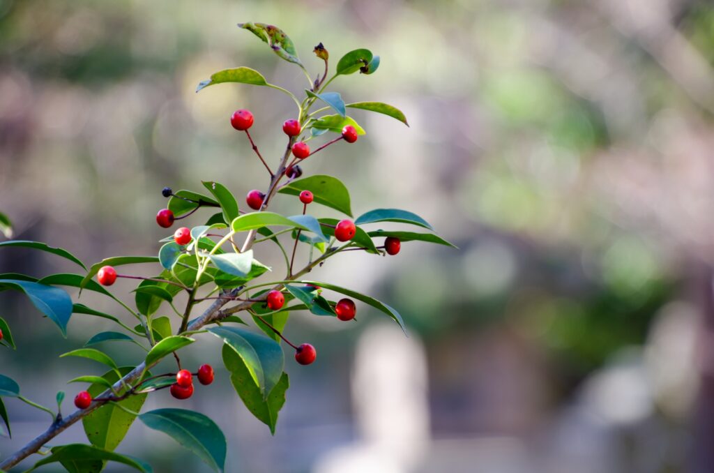 Branch with bright red berries and glossy green leaves against a blurred garden background.